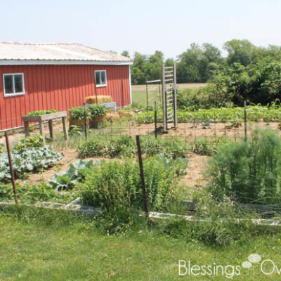 {Garden Update} The Best Way to Deal with Weeds