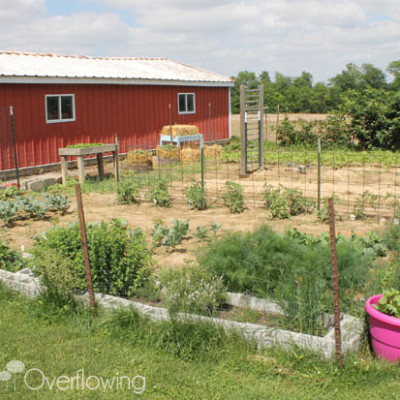 {Garden Update} Thankful for Rain