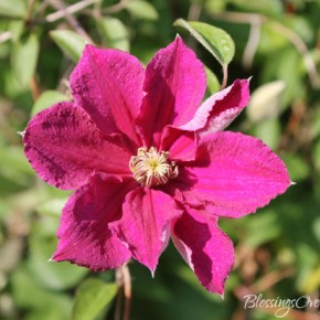 4-26-12 clematis1 4-26-12 clematis1