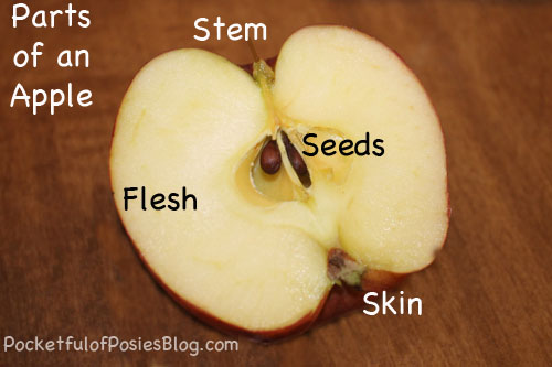 Parts of an Apple Picture