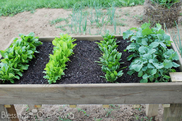 5 Garden Update 6-20-13
