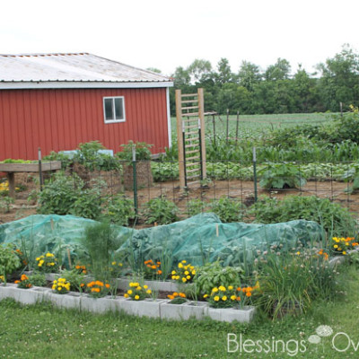 In the Garden: What a Difference a Week Makes