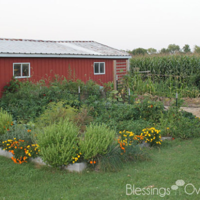 In the Garden: A Long Overdue Update