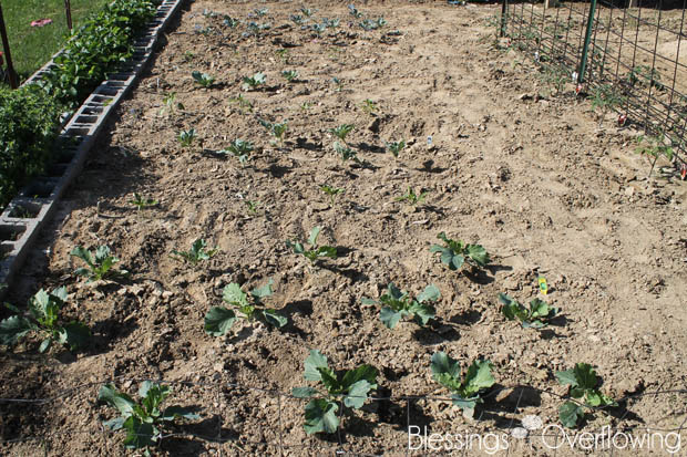 Cabbage and More 5-20-15