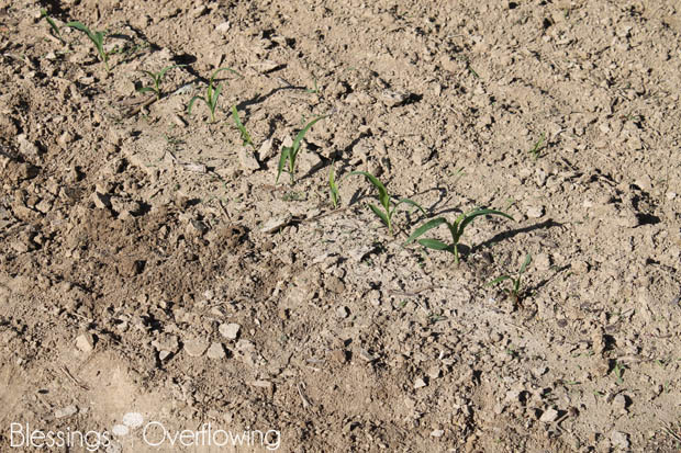 Corn 5-20-15