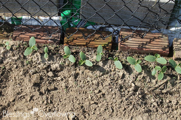 Cucumbers 5-20-15