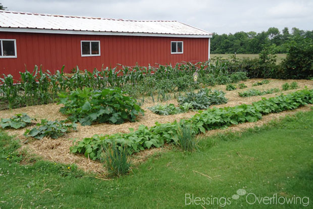Garden 6-19-11