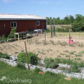 Garden Update 5-20-15