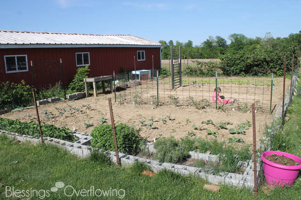 Garden Update 5-20-15