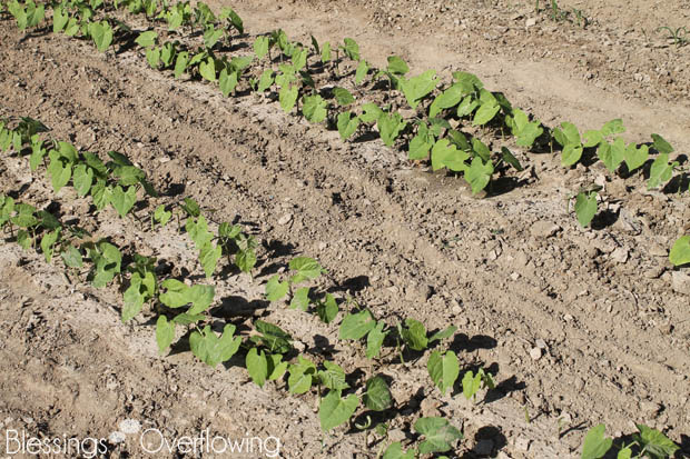 Green Beans 5-20-15