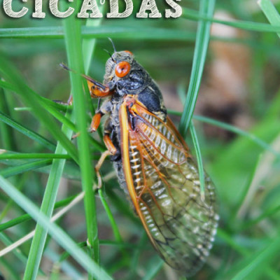 Learning About Cicadas