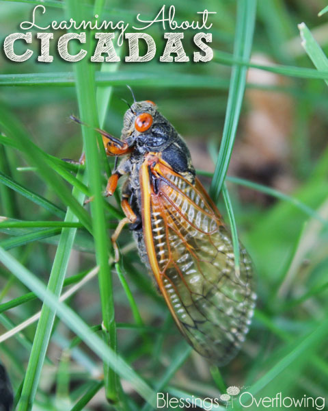 Learning About Cicadas