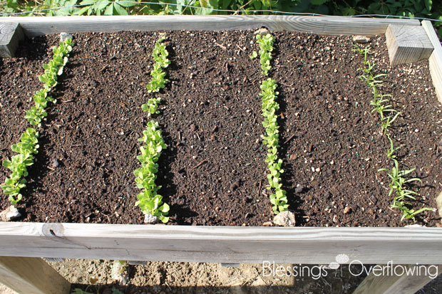 Lettuce 5-20-15