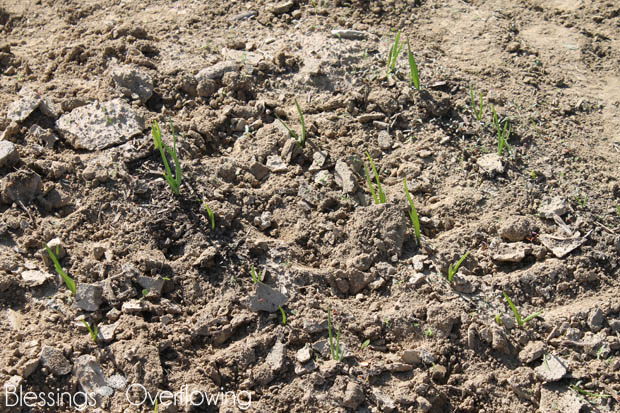 Onions 5-20-15