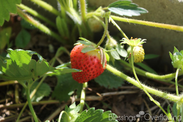 Strawberries 5-20-15
