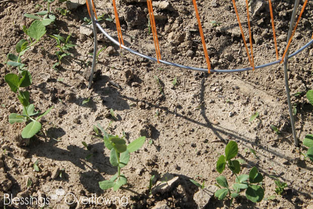 Sugar Snap Peas 5-20-15
