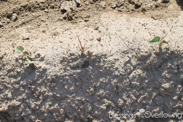 Sweet Potatoes 5-20-15