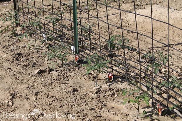 Tomatoes 5-20-15