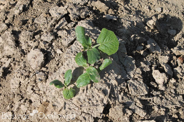 Zucchini 5-20-15