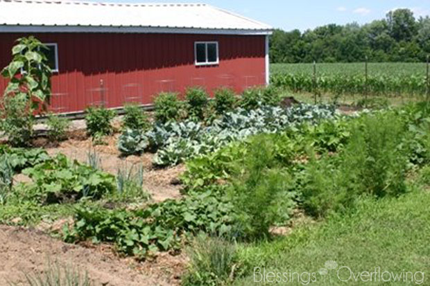 garden 6-29-09