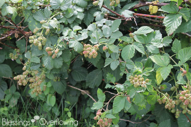 Blackberries 6-17-15