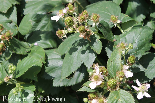 Blackberries 6-3-15