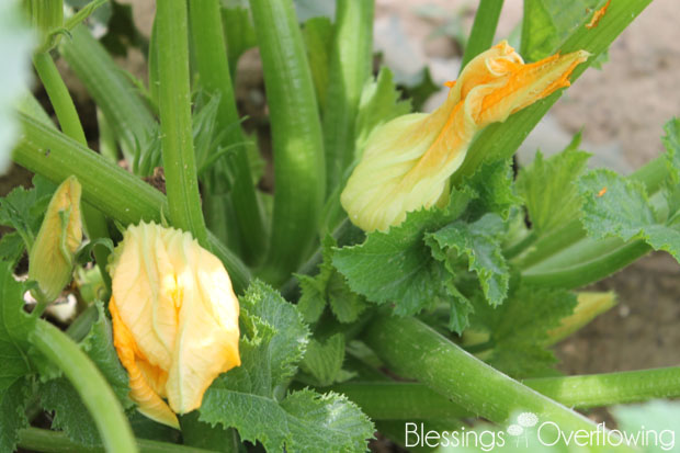 Blooming Zucchini 6-17-15