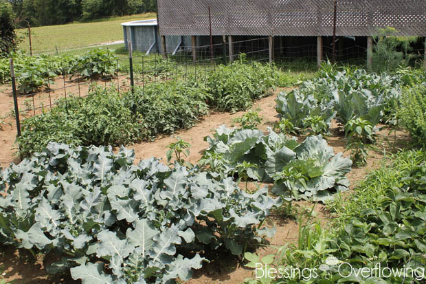 Broccoli 6-17-15