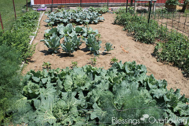 Cabbage 6-10-15