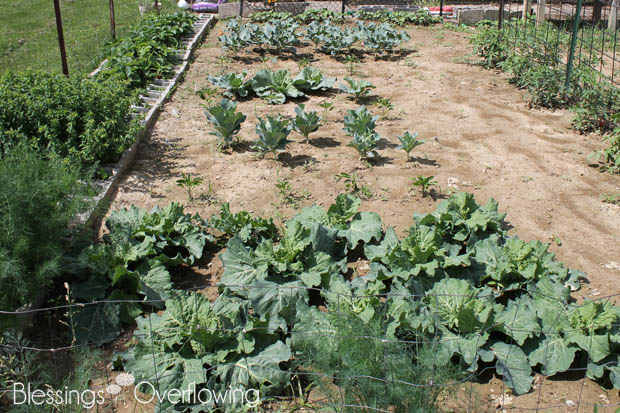 Cabbage 6-3-15