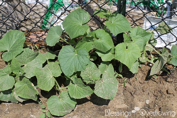 Cucumbers 6-10-15