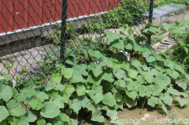 Cucumbers 6-17-15