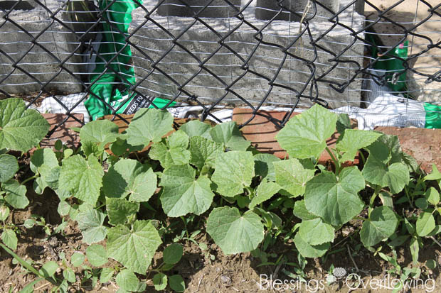 Cucumbers 6-3-15