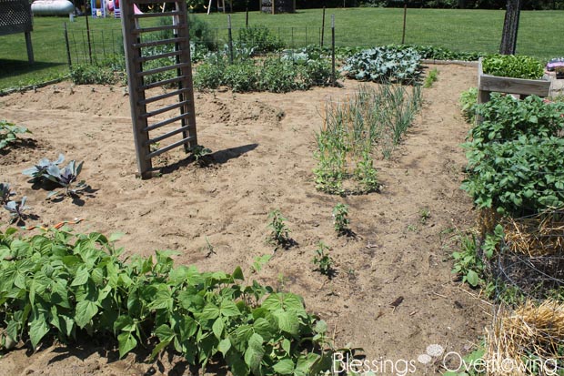 Garden 6-10-15