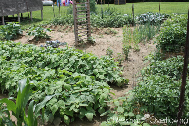 Garden 6-17-15