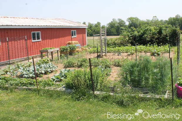 {Garden Update} The Best Way to Deal with Weeds