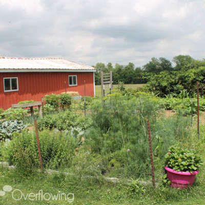 {Garden Update} It’s a Jungle Out There
