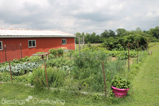 {Garden Update} It’s a Jungle Out There