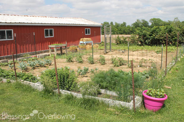 {Garden Update} Thankful for Rain