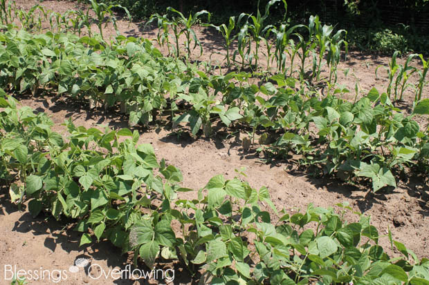 Green Beans 6-10-15