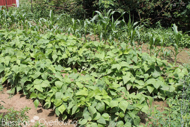 Green Beans 6-17-15