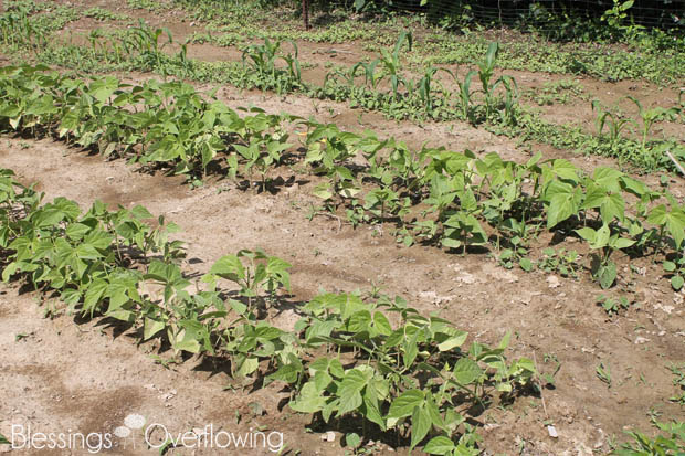 Green Beans 6-3-15