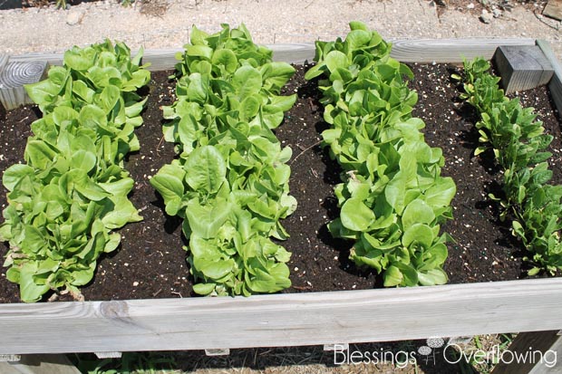 Lettuce 6-10-15