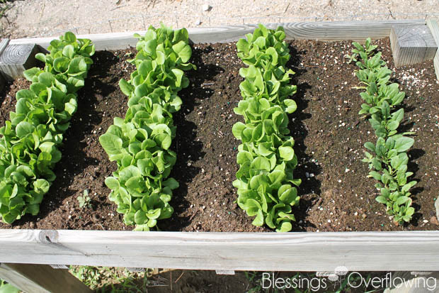Lettuce 6-3-15