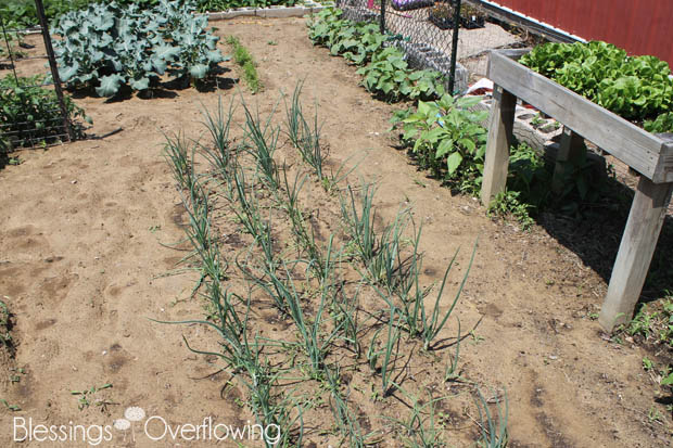 Onions 6-10-15