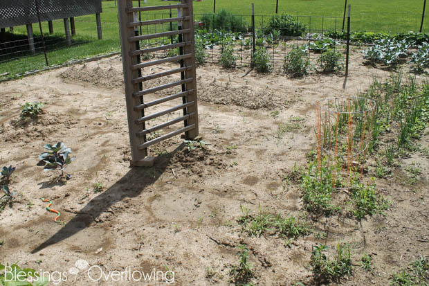 Peppers, Onions, Etc. 6-3-15