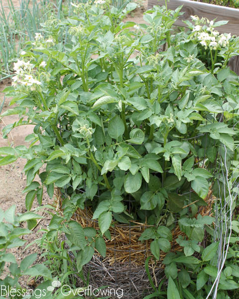 Potato Tower 6-17-15