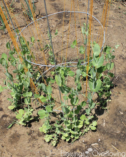 Sugar Snap Peas 6-10-15