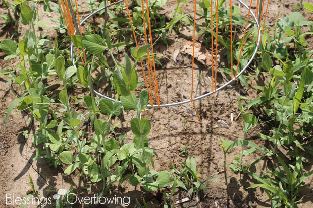 Sugar Snap Peas 6-3-15
