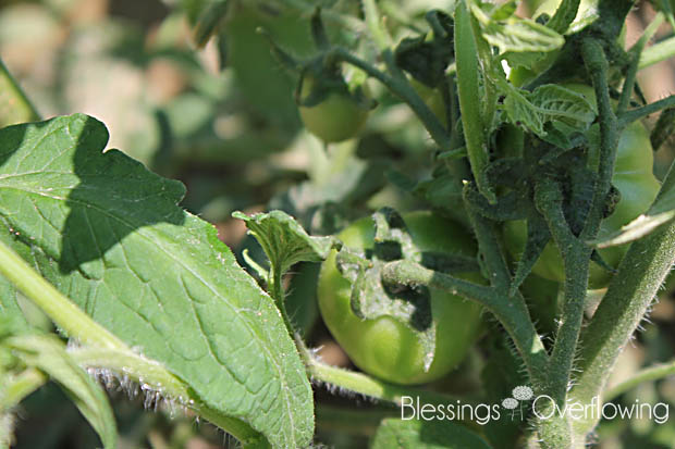 Tomatoes 6-10-15